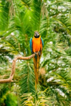 Colorful macaw parrots sitting on a branch in the jungle