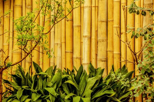 Asian garden with a bamboo fence
