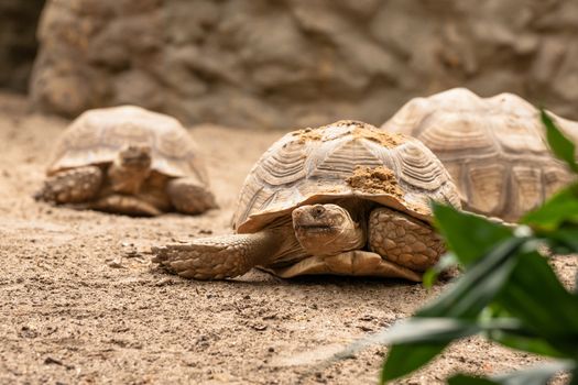 Old turtles crawling in the sand in natural enviroment