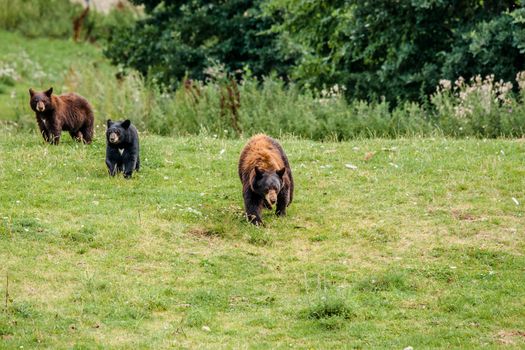 Family of american black bears on a meadow