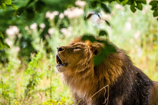 Big male lion roaring in a green forest