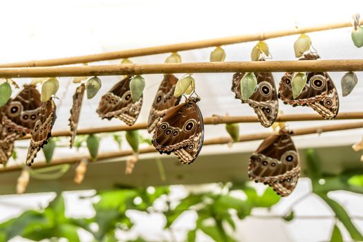 A Group of big blue butterflys hanging from a plant