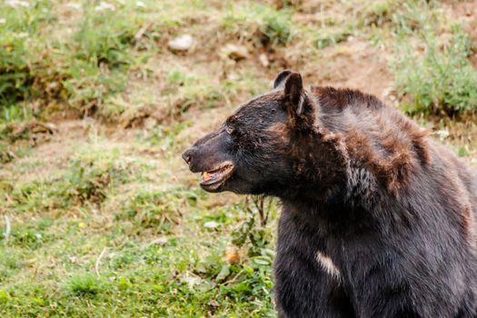 Close-up of an american black bear looking after food