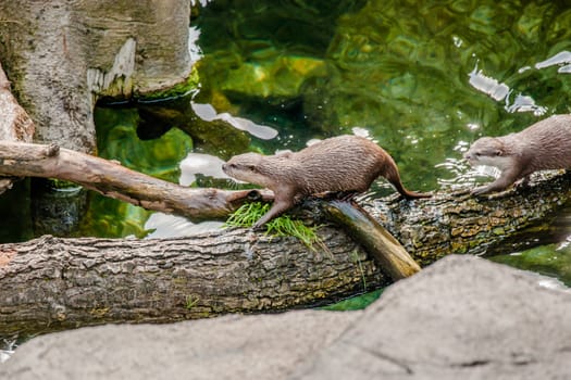 Aonyx cinerea otters at a quiet lake