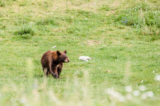 Cute little black american bear on grass