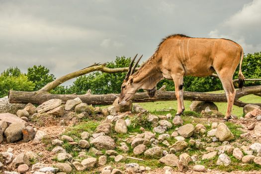 Eland antelope grassing on the african savannah