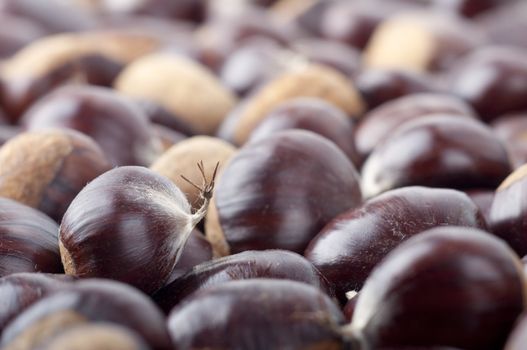 Plenty of Hand-picked Ripe Chestnuts in autumn