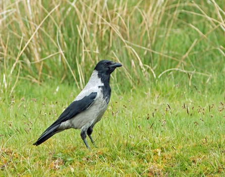 Adult Hooded Crow showing pale grey and black plumage,