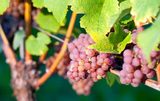 Pink bunch of grapes in the vineyard at harvest time