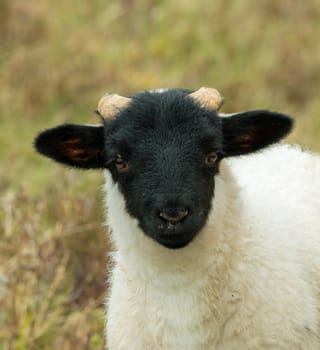 Close-up of lamb of breed Black-faced Sheep