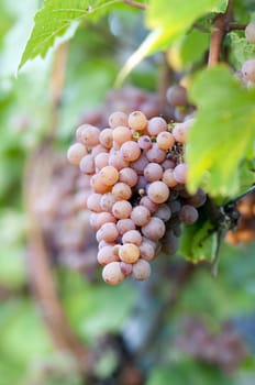 Pink bunch of grape in the vineyard at harvest time