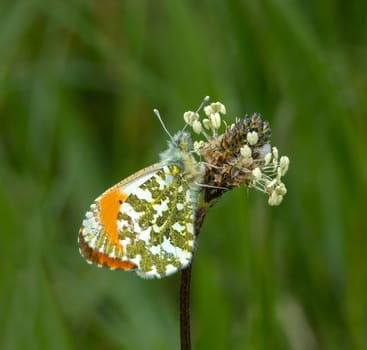 Male Orange-tip Butterfly resting on flower head