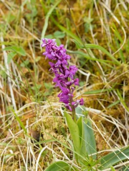 Purple Orchid in summer