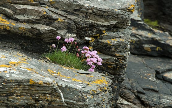Pink Sea Thrift growing on shoreline rocks on The Isle of Skye