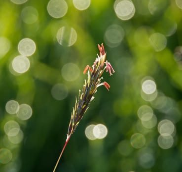 Grass seedhead with pleasing bokeh.