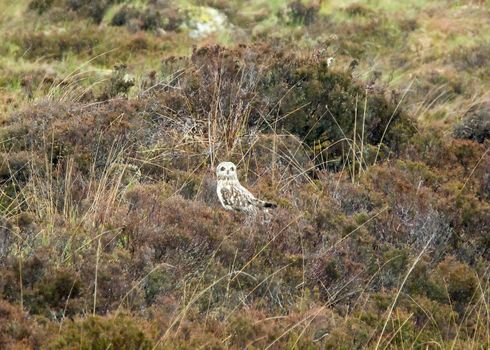 Adult Short-eared Owl resting on moorland on The Isle of Skye.
