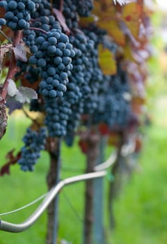 Red bunch of grapes in the vineyard at harvest time