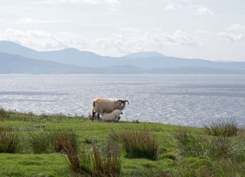 Ewe suckling lamb looking out over The Sound of Sleat from Skye towards mainland Scotland.