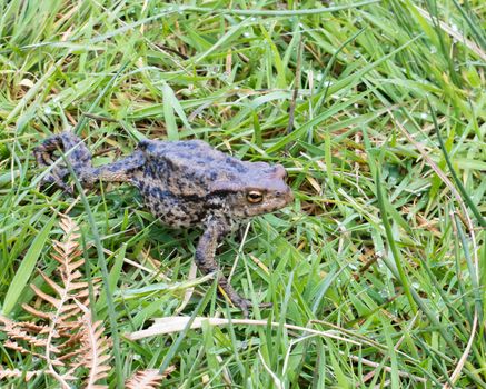 Toad walking across grass