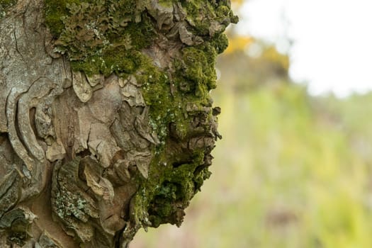 Tree bark giving uncanny appearance of face