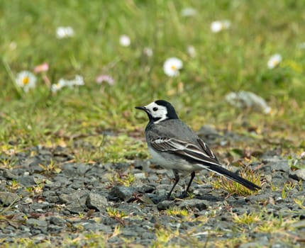 Adult White Wagtail in sunlight.