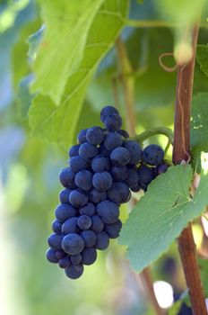 Red bunch of grape in the vineyard before the harvest