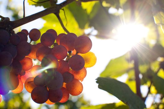 Close-up of a bunch of grapes on grapevine at susnset. Shallow DOF.