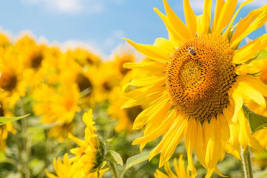 Sunflower with bee over blue sky