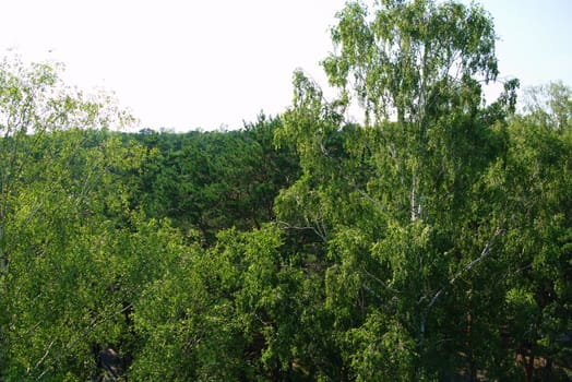 Fir tree forest in morning time in Jurmala