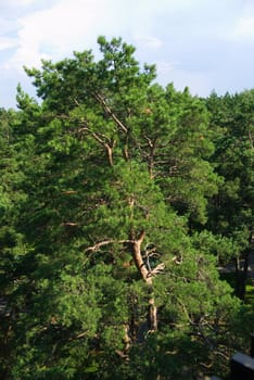 Fir tree forest in morning time in Jurmala