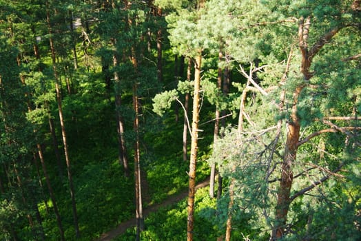 Fir tree forest in morning time in Jurmala