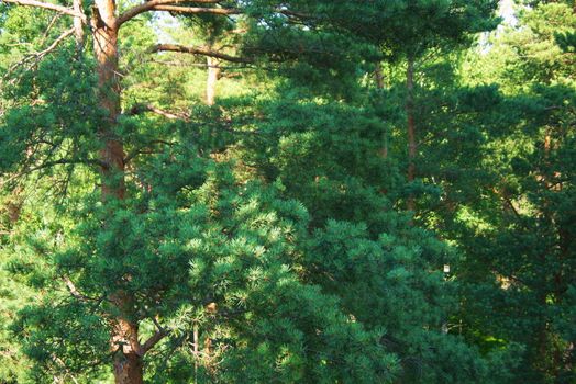 Fir tree forest in morning time in Jurmala