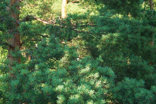 Fir tree forest in morning time in Jurmala