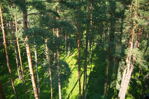 Fir tree forest in morning time in Jurmala