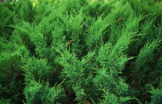 Fir tree forest in morning time in Jurmala