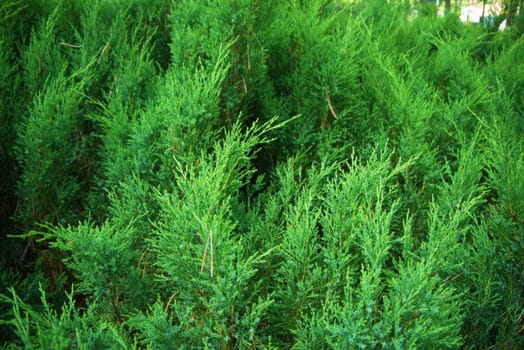 Fir tree forest in morning time in Jurmala