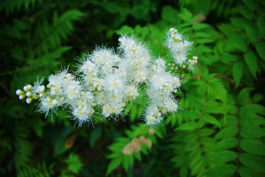 Flowers of the cherry blossoms on a spring day