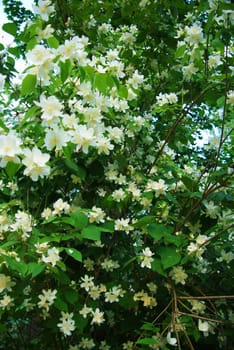 Flowers of the cherry blossoms on a spring day