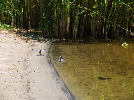 Small Sandpiper wading bird at river shore