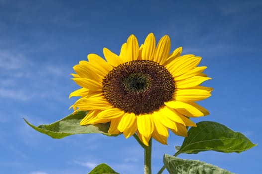 Beautiful Sunflower Against The Blue Sky