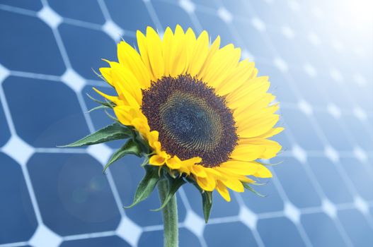 Sunflower with solar panels in the background