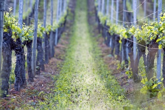 Rows in the Vineyard by Sunset in Spring