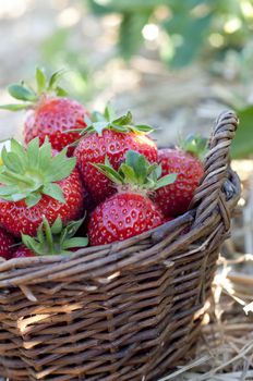 Strawberries in the basket on the field