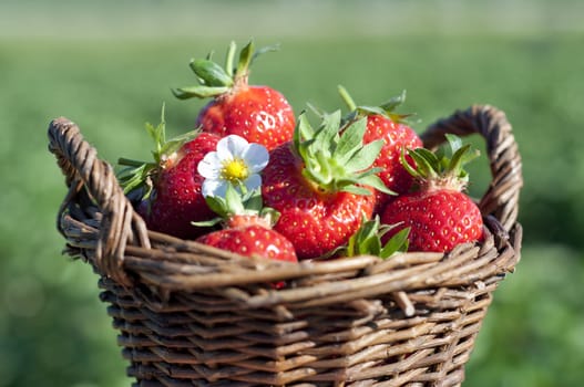 Strawberries in the basket on the field