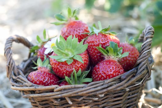Strawberries in the basket on the field