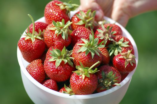 Fresh picked strawberries held over strawberry plants