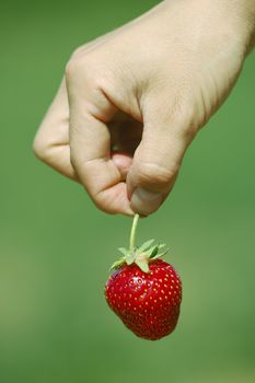 Fresh picked strawberry held over strawberry plants