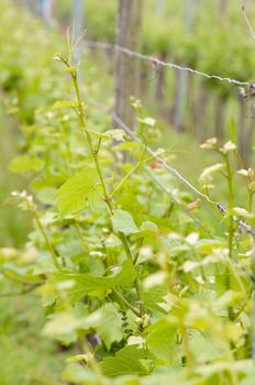 Closeup of grape vine leaves in the Vineyard