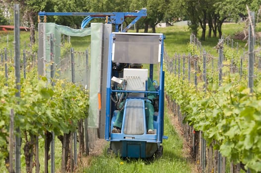 Spraying Grape Vines In The Vineyard With a Special Chain Tractor