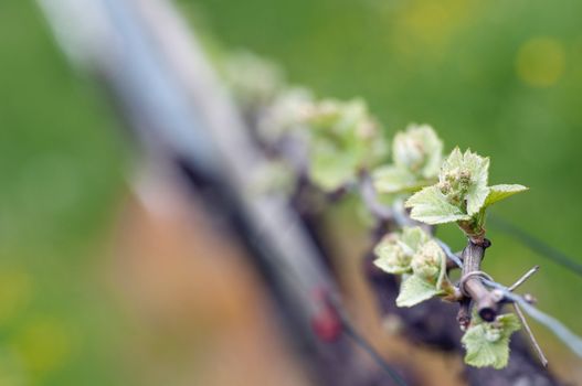 Spring buds sprouting on a grape vine in the vineyard